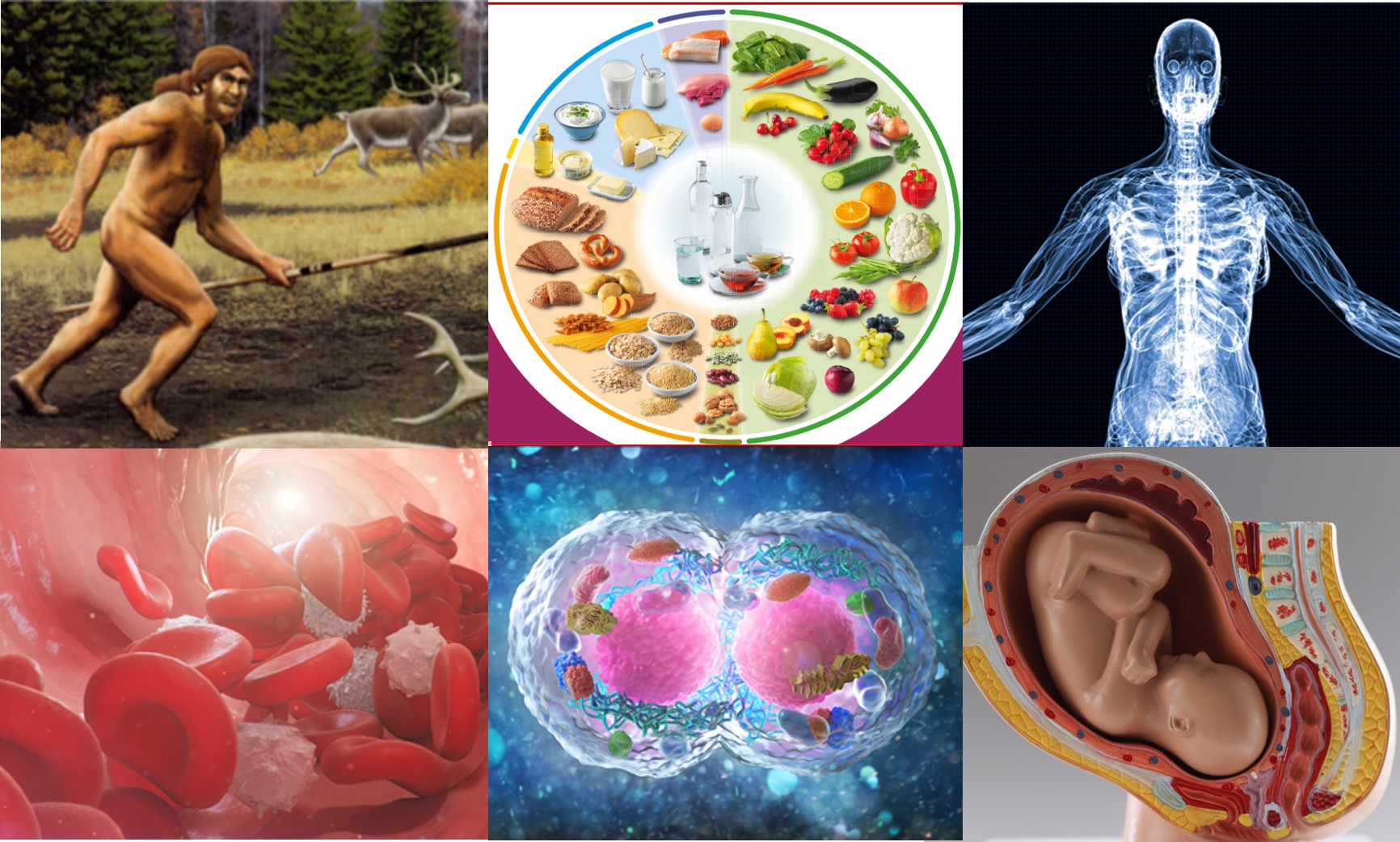 Humanbio-2 Homepage.jpg
