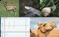 Tierphysbild Homepage.jpg