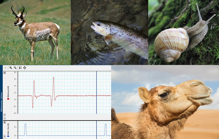Tierphysbild Homepage.jpg