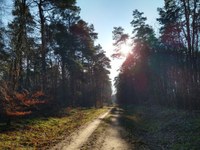Waldweg_quer.jpg
