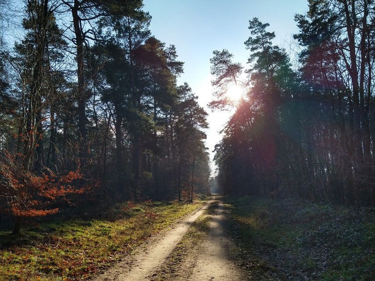 Waldweg_quer.jpg
