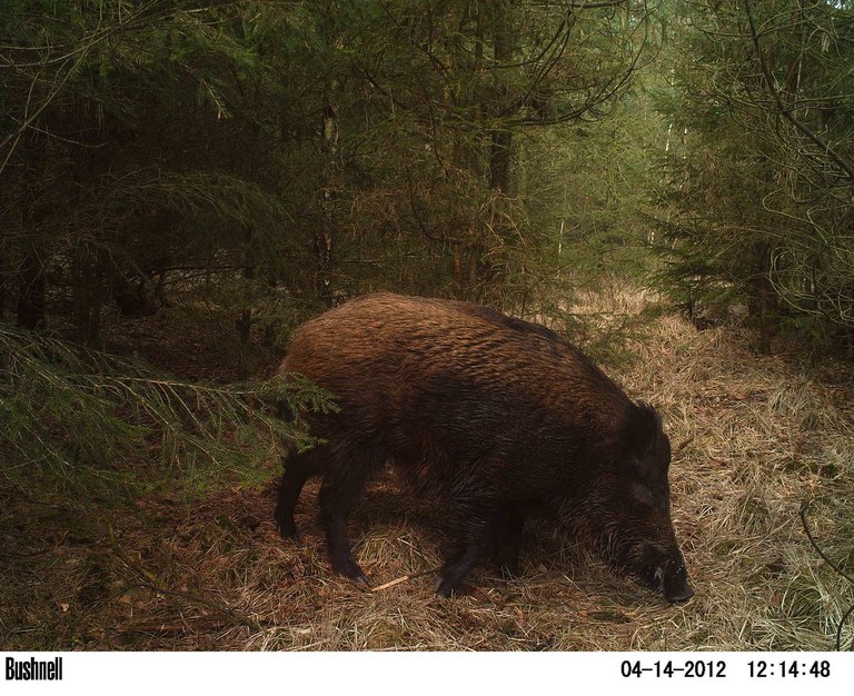 Wildschwein_Bremervörde.jpg