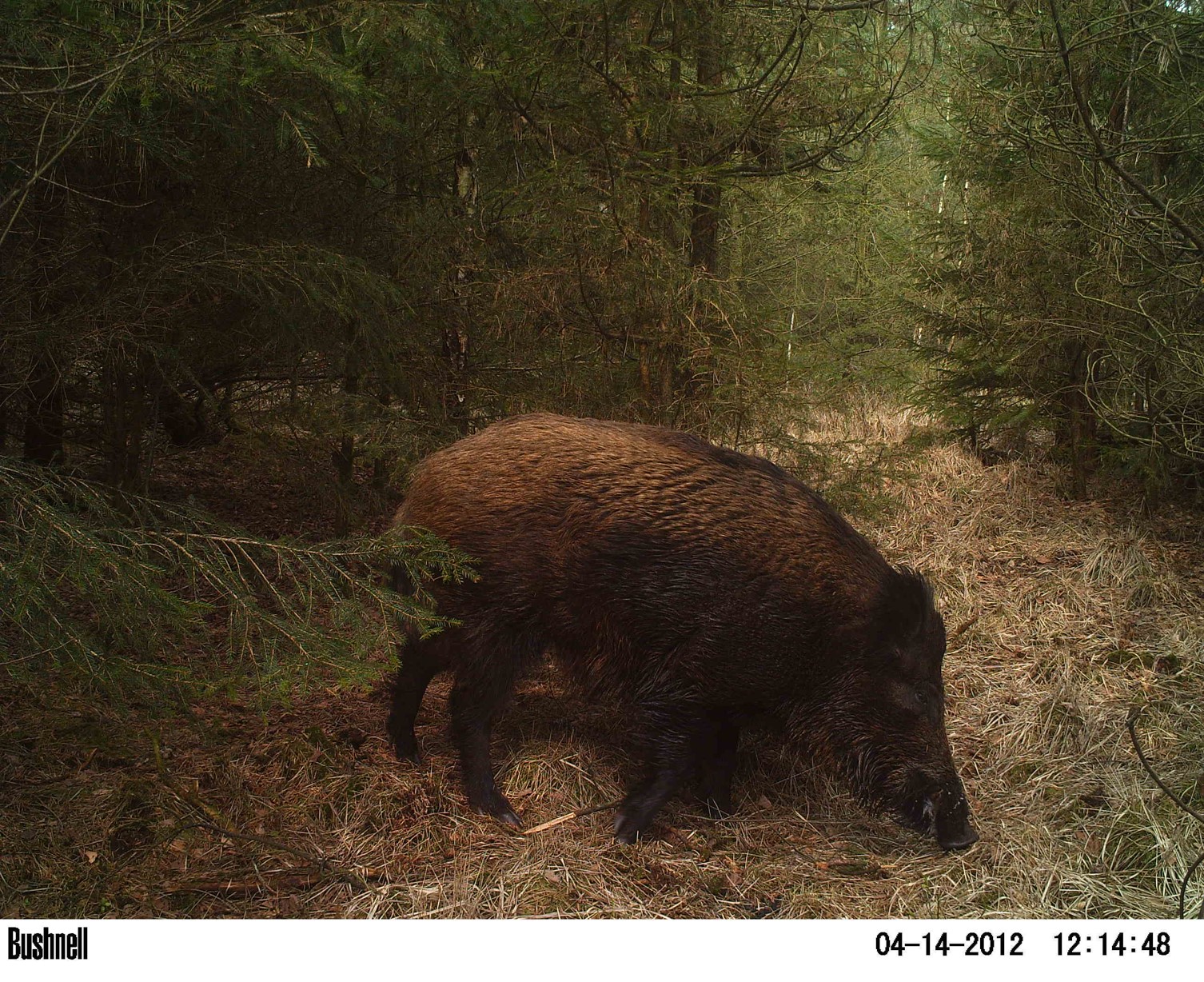 Wildschwein_Bremervörde.jpg