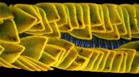 Polychaet2
