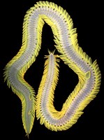 Polychaeta