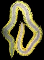 Polychaeta