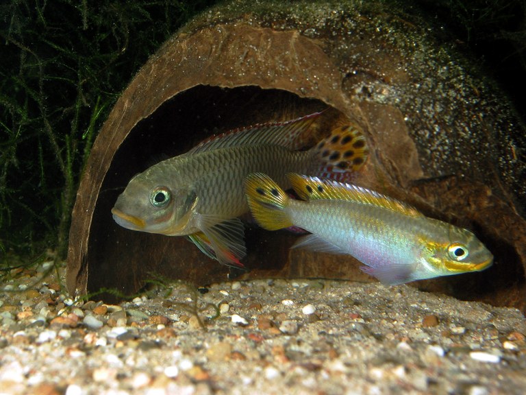 P_taeniatus1.jpg
