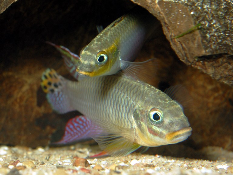 P_taeniatus2.jpg