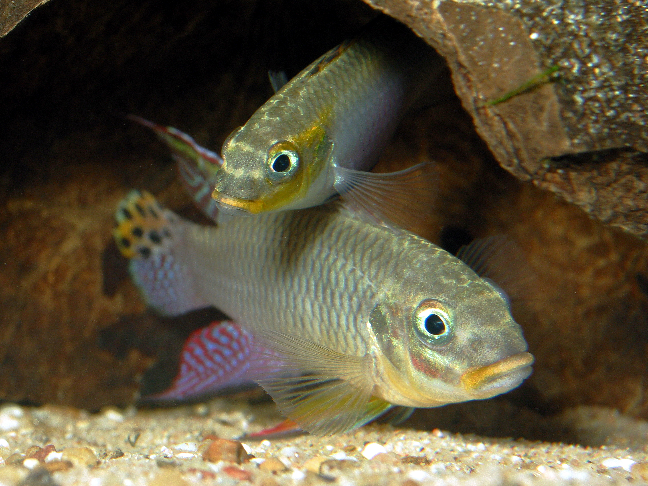 P_taeniatus2.jpg