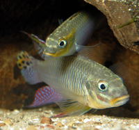 P_taeniatus2Quadrat.gif
