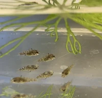 SchwarmQuadrat.gif