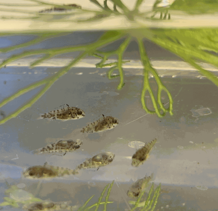 SchwarmQuadrat.gif