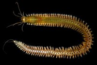 Platynereis-TB.JPG