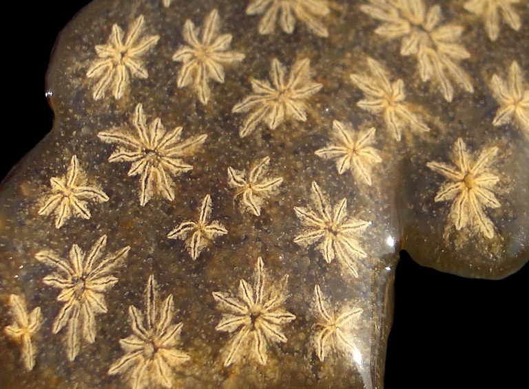 Botrylus schlosserii bearb.jpg
