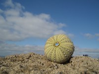 Echinodermata01.JPG