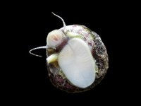 Gibulla_sp.jpg