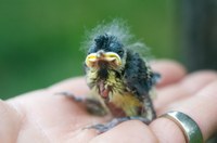 KM_Nestling.jpg