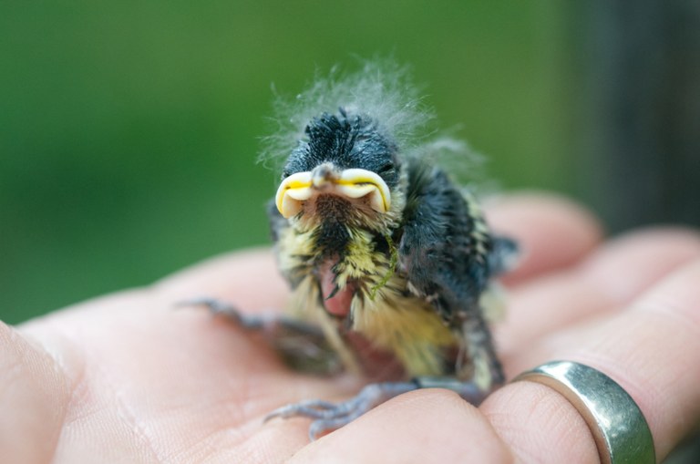 KM_Nestling.jpg
