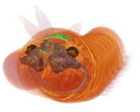 Lysidice_ninetta_lateral.jpg