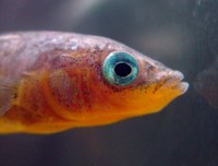 stickleback_male.jpg