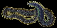 PhyloDoc.jpg