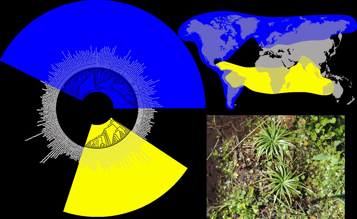 1.	Phylogenomic, biogeography, and evolution of the ancient genus Isoetes