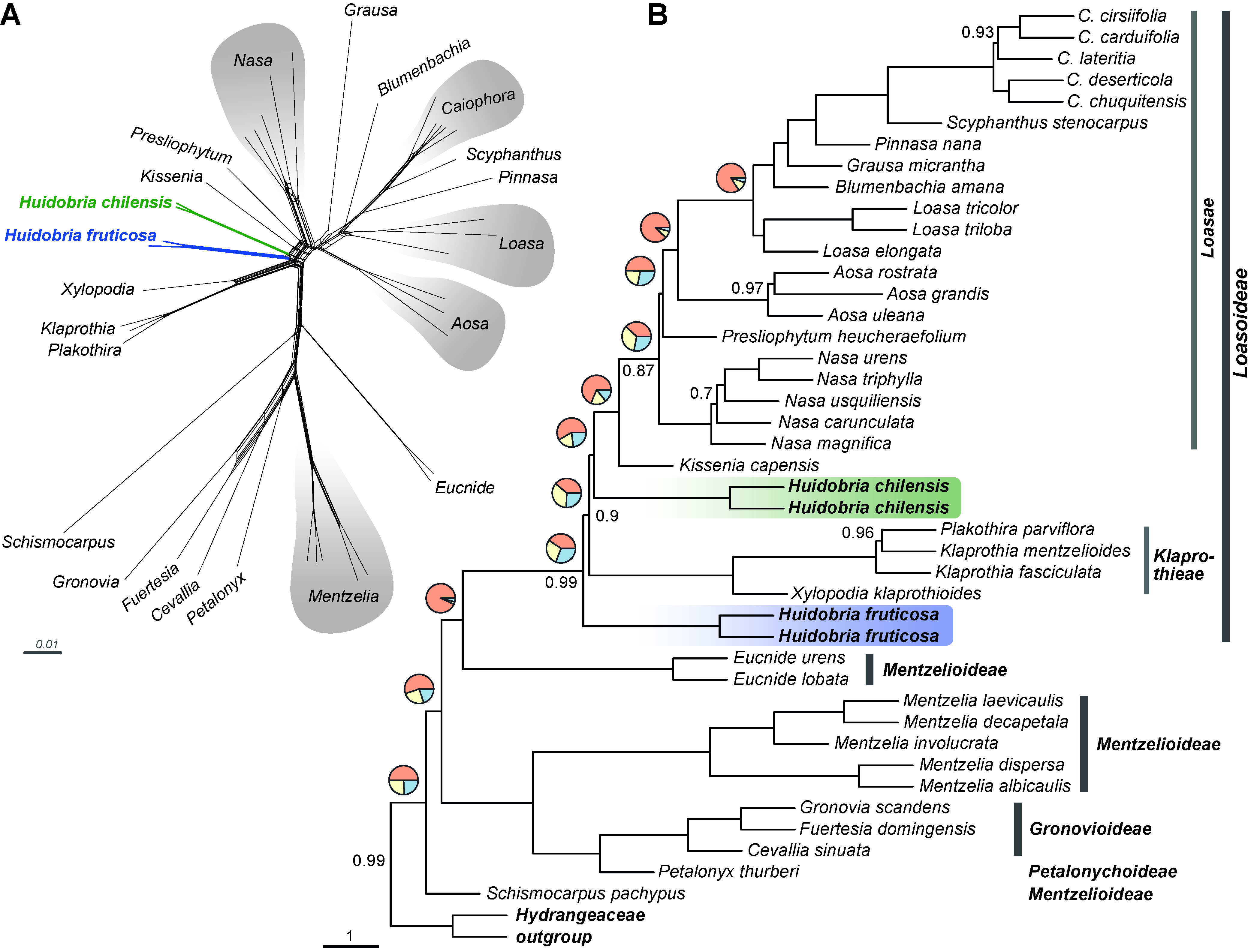 Acuna_etal_2024_Loasaceae_Fig_7.jpg