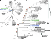 Acuna_etal_2024_Loasaceae_Fig_7.jpg