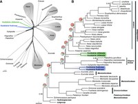Acuna_etal_2024_Loasaceae_Fig_7.jpg