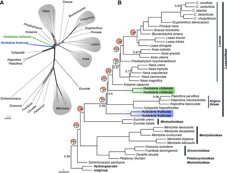 Acuna_etal_2024_Loasaceae_Fig_7.jpg