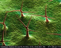 Arabidopsis_thaliana_OS_cryo_3522.jpg
