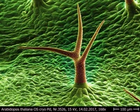 Arabidopsis_thaliana_OS_cryo_3526.jpg