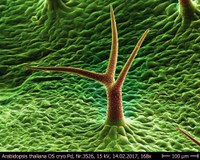 Arabidopsis_thaliana_OS_cryo_3526.jpg