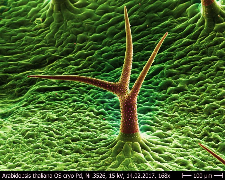 Arabidopsis_thaliana_OS_cryo_3526.jpg