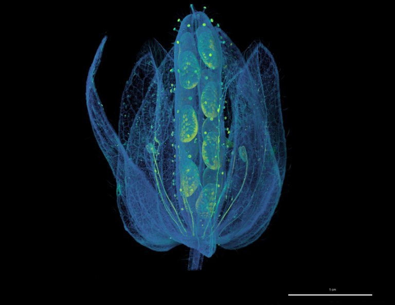 Capsule_Emmenanthe_penduliflora_MV.jpg