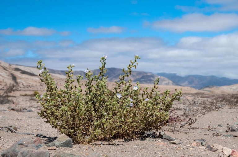 Chile_Cristaria_integerrima.jpg