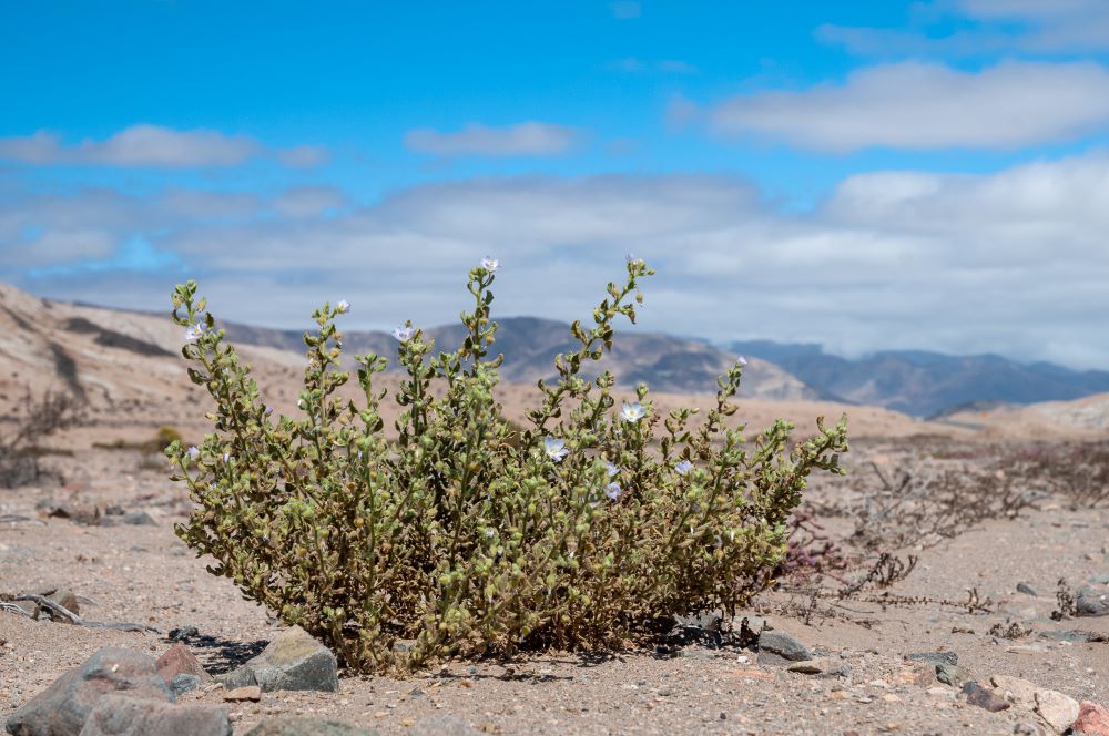 Chile_Cristaria_integerrima.jpg