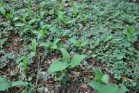 Convallaria_Anemone_WahnerHeide_MW_Mai2018.jpg