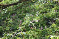 Corydalis_cava_Kreuzberg_Bonn_MW_April2018.jpg