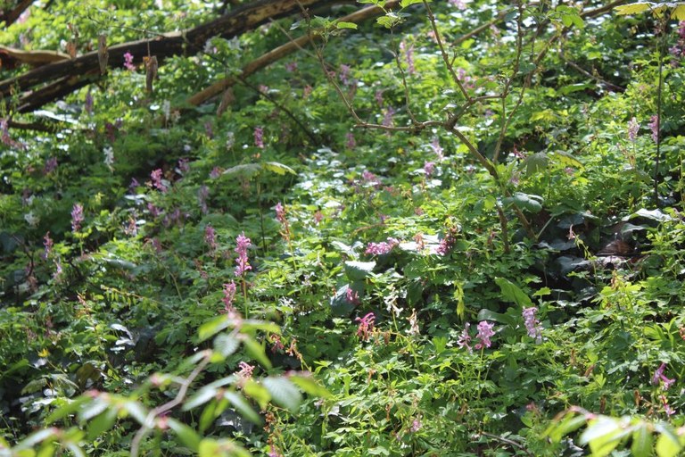 Corydalis_cava_Kreuzberg_Bonn_MW_April2018.jpg