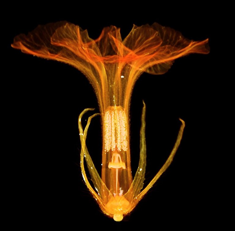 Heliotropium_corymbosum_33455_Julius Jeiter_microCT.jpg