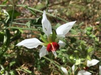Nasa_formosissima_BEV532_DBM6723_Henning_CelendinChachapoyas.jpg