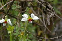 Nasa_formosissima_Peru_Cajamarca_Celendin_TH6_Mai_2006.jpg