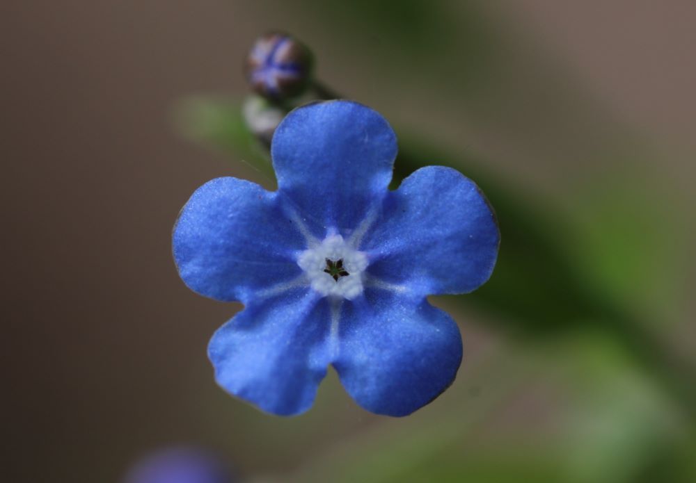 Omphalodes_nitida_MV.JPG