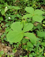 ParisQuadrifolia_2024_Mutke_Melbtal_kl.jpg