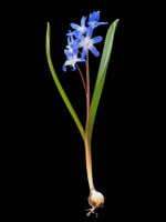 Scilla_forbesii_Scilloideae_TBoehnert_2023_TB011682.jpg