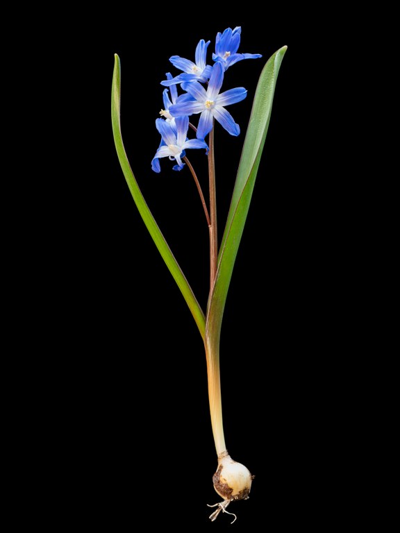 Scilla_forbesii_Scilloideae_TBoehnert_2023_TB011682.jpg