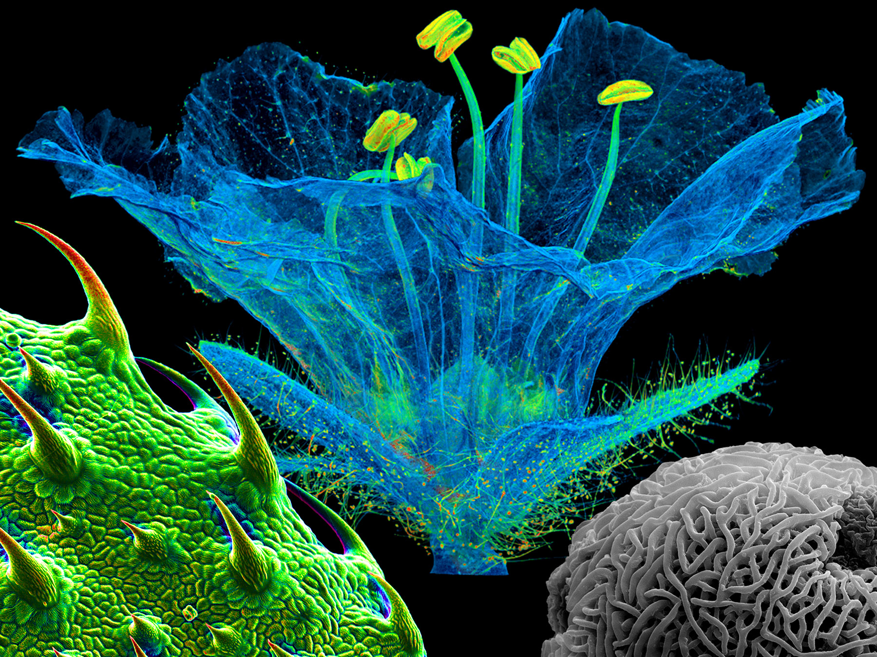 Botanik Bilder REM/micro-Ct