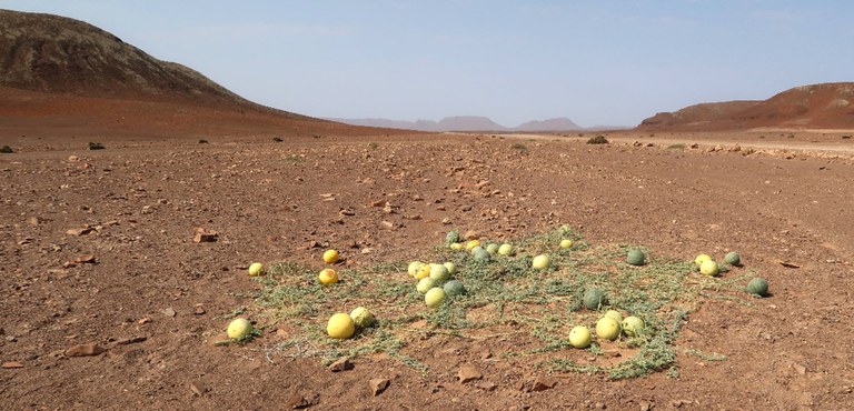 Citrullus-Melonen in der Namib-Wüste