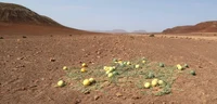 Citrullus-Melonen in der Namib-Wüste